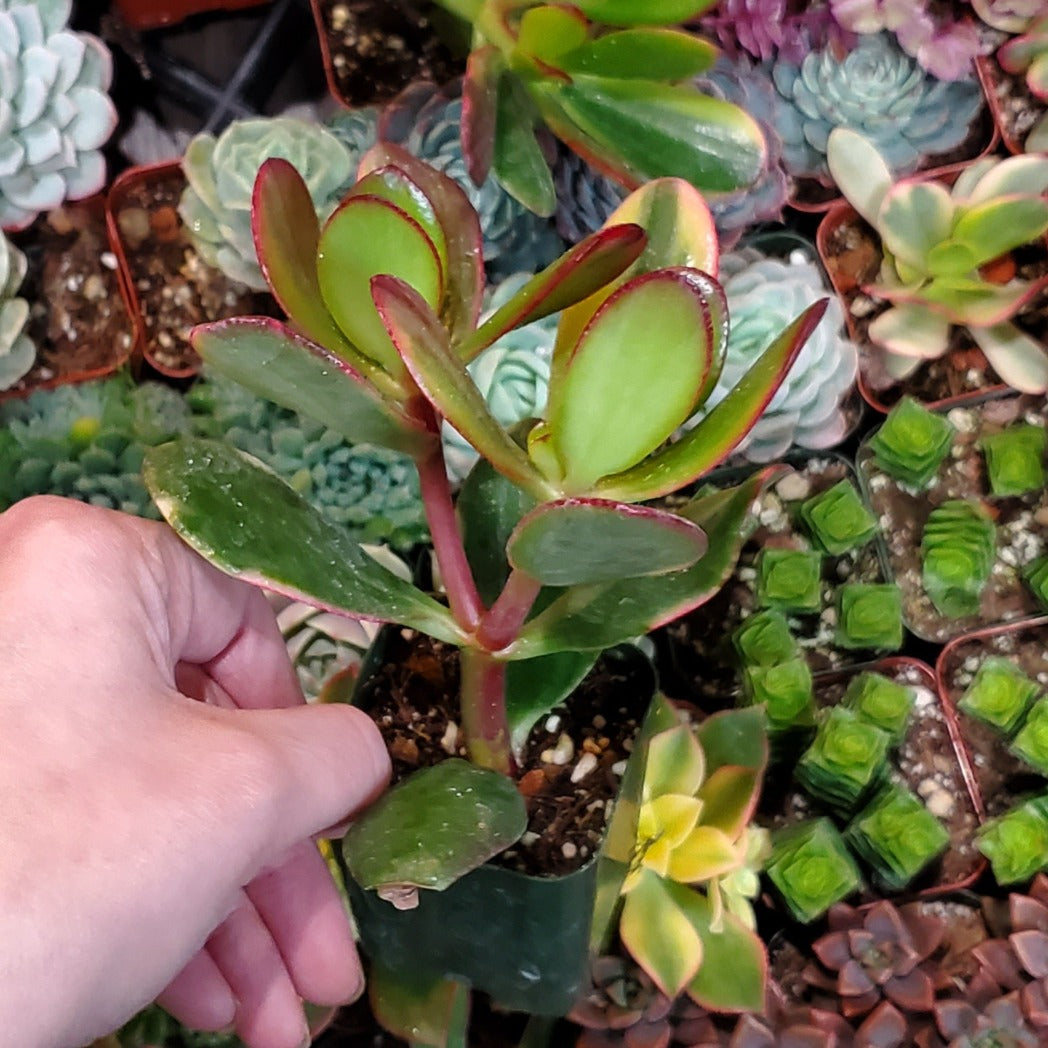 Crassula ovata 'Tricolor Jade'
